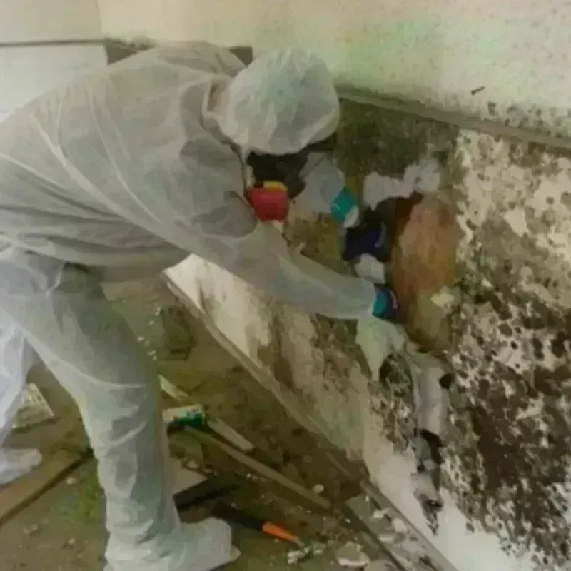 Mold Remediation and Removal in Endicott, NY